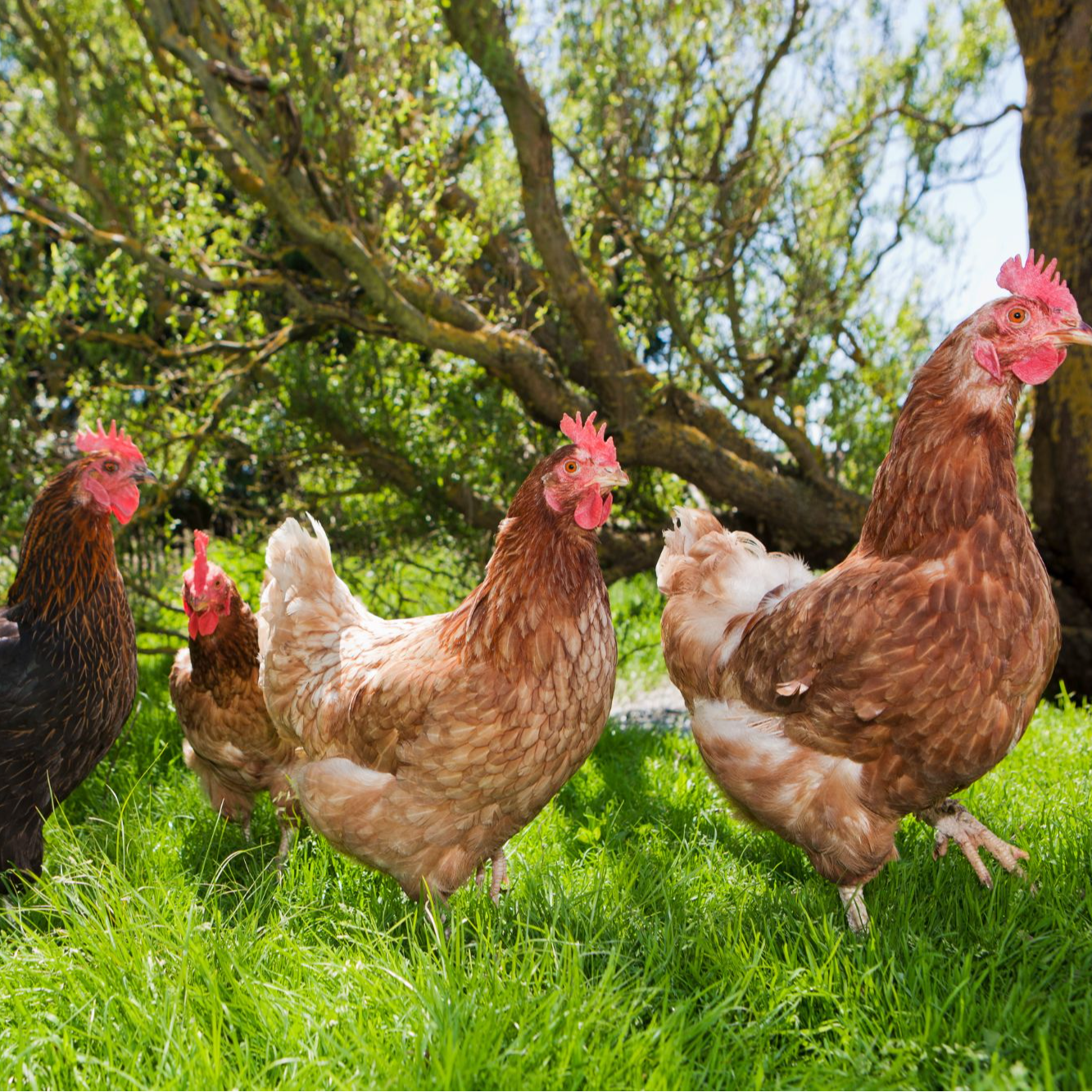 【阳哥专属】散养江汉土鸡黄油老母鸡450天拍2发3现宰京东/顺丰冷链