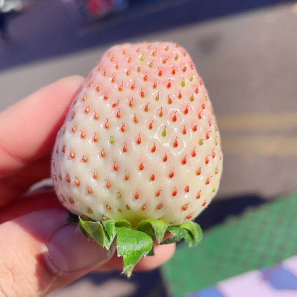 【超香甜】丹东粉玉草莓一盒200克左右