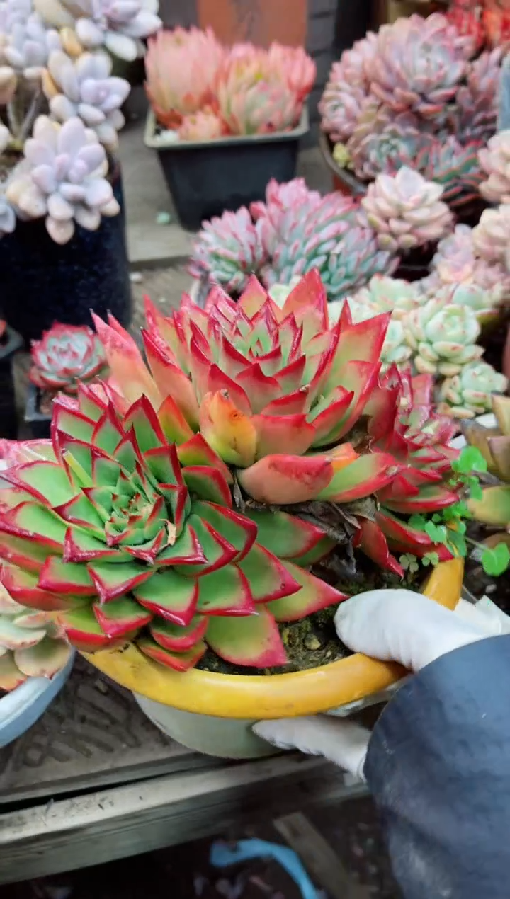 【闪购商品】10058