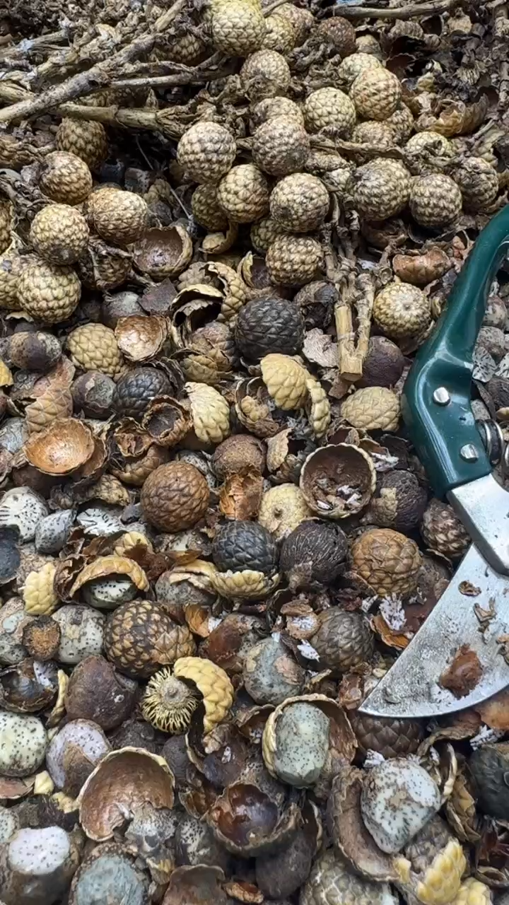 【闪购商品】星月菩提手串青稞手作 4号