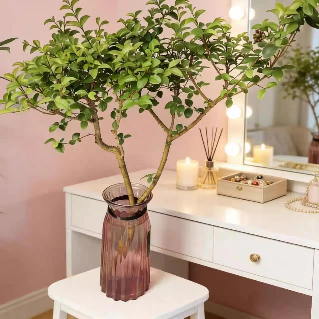 水培小叶女贞绿植 室内轻奢茶室客厅摆件 懒人绿植