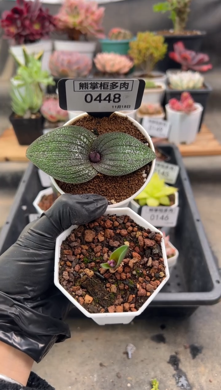 今****鱼1118-448-紫镜带盆土+立金花带盆土