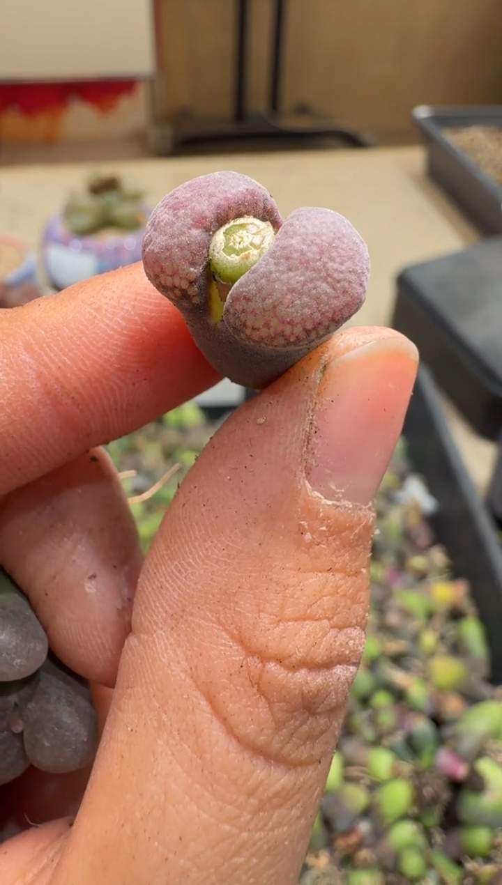 6-183多肉植物肉锥