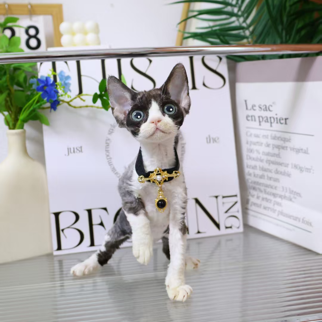 【蔚蓝家】德文卷毛猫黑白开脸妹妹-芝士