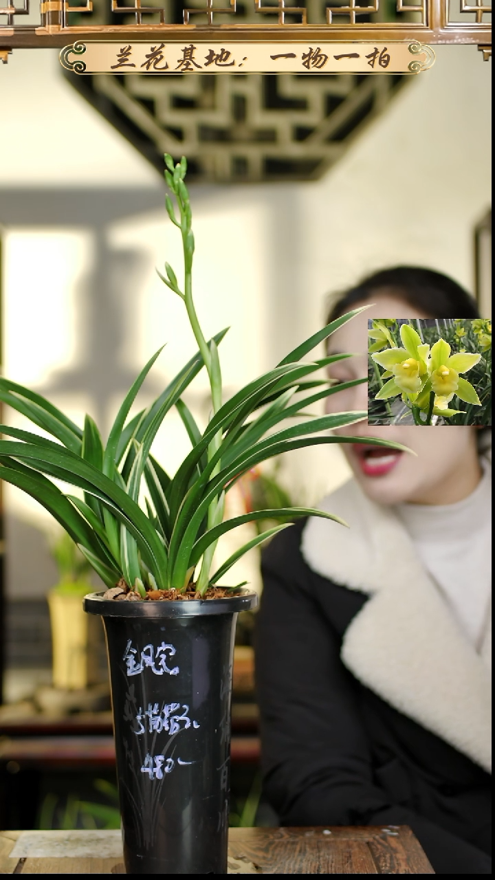 完全开放金如意带花苞