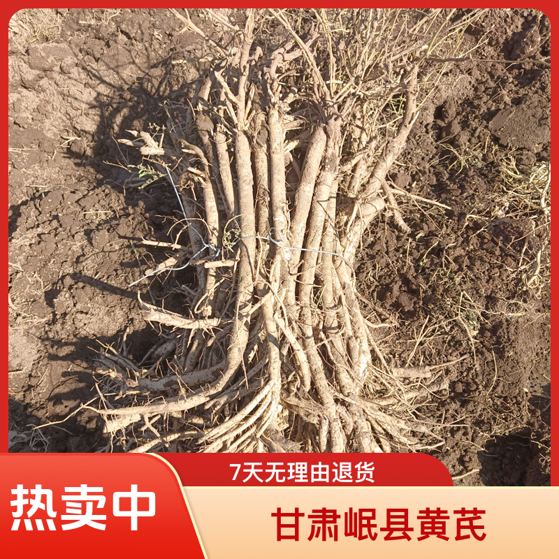 甘肃新鲜黄芪现挖现发整条带土农家自种原产地煲汤料当归甘肃岷县