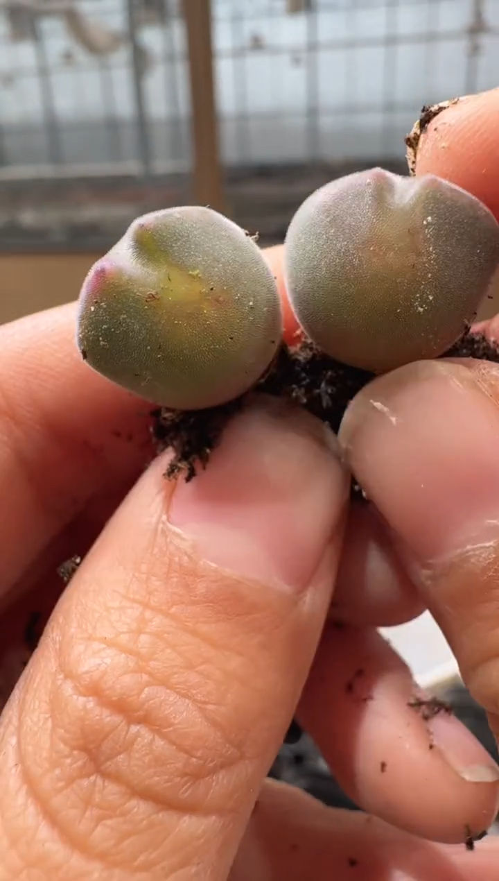 Ö10-61多肉植物肉锥