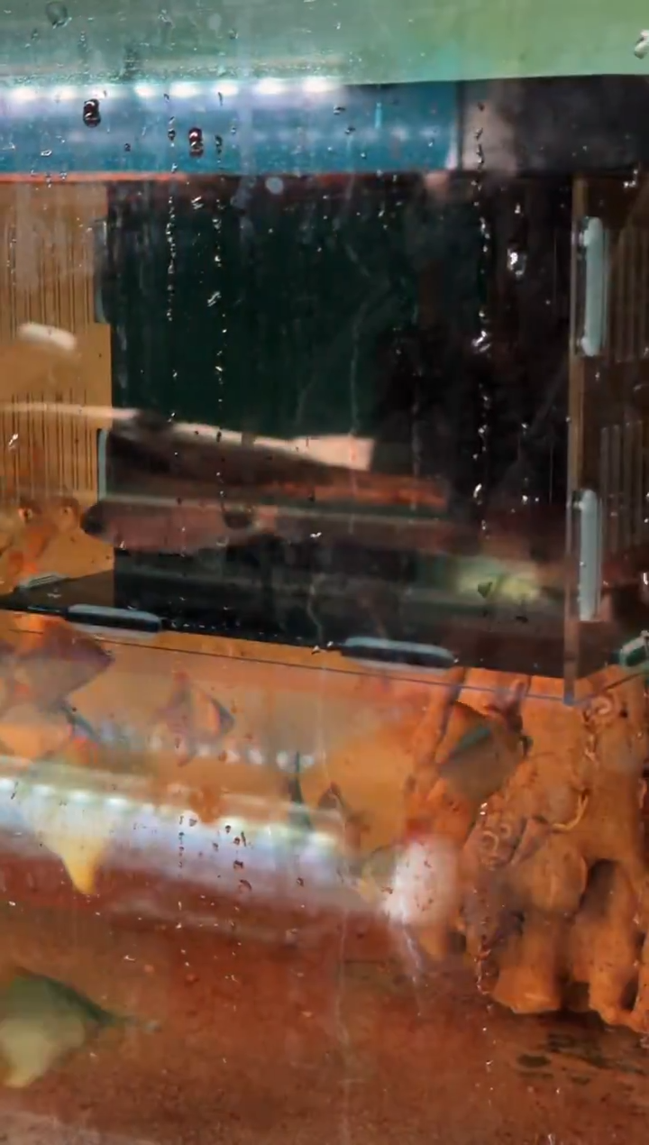 灯科鱼?***?14【克里 9cm+】2条 +15【红叹斑 9-10cm】2条    共 4条