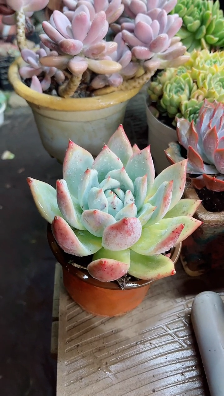 像****笑22060多肉植物一物一拍