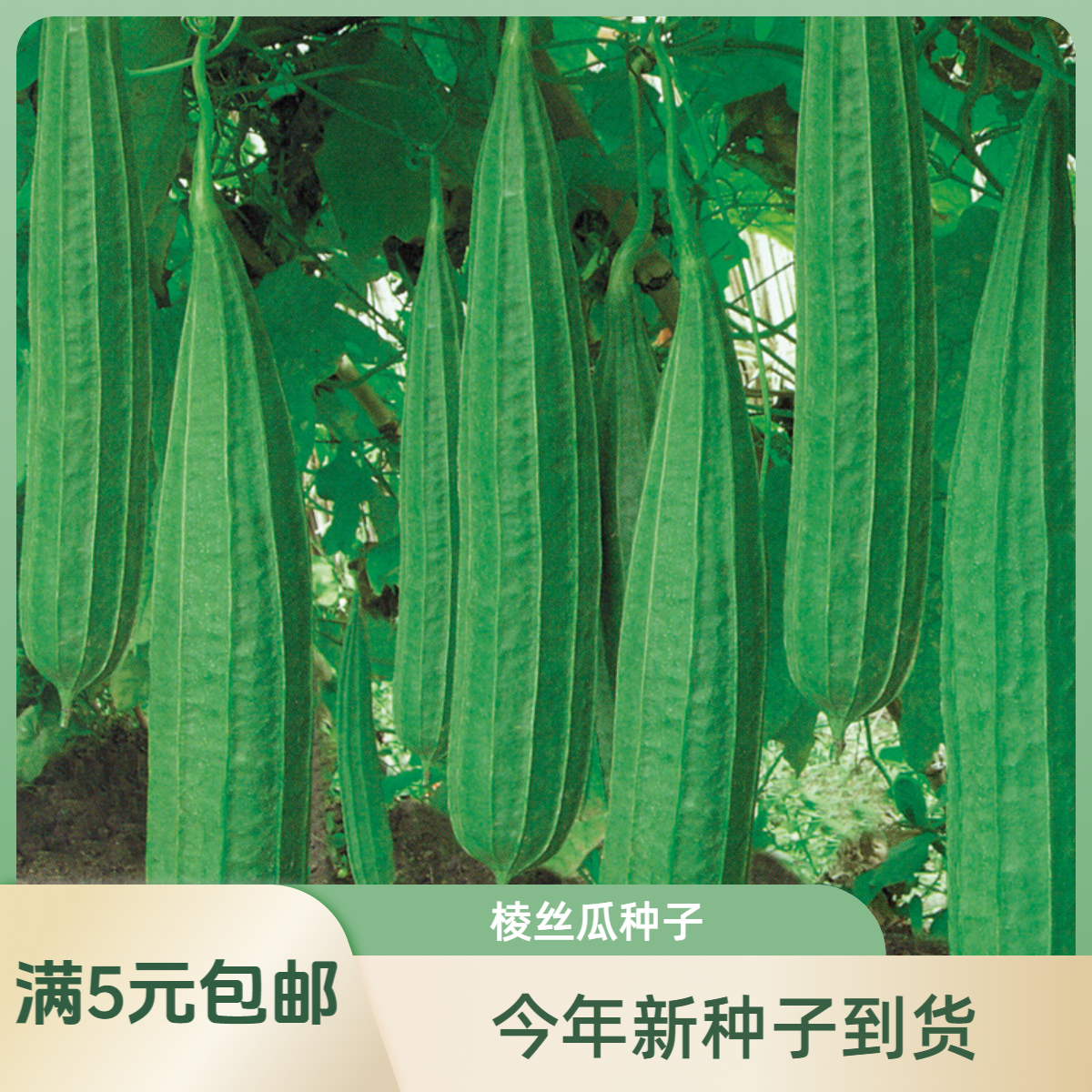 【满5包送一包】香嫩棱角丝瓜种子八棱丝瓜八角丝瓜广东丝瓜种子