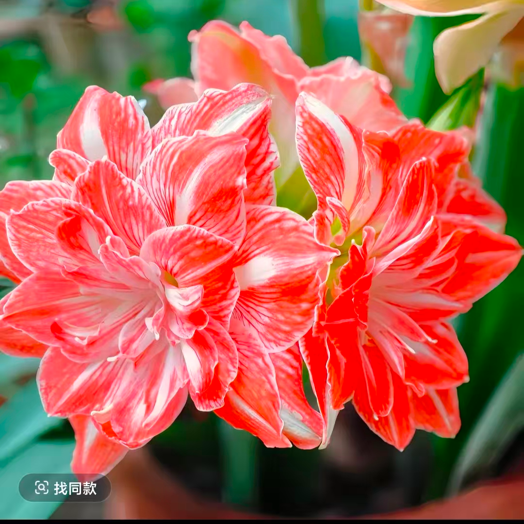 [阳光少女]重瓣自然球  荷兰品种