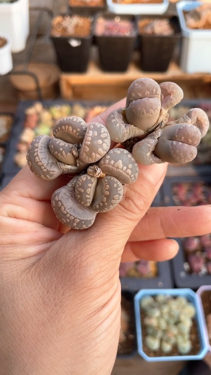 【闪购商品】0753直播一物一拍