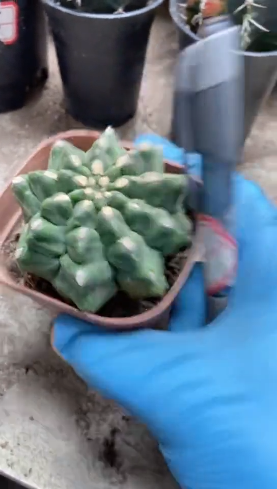 翠晃冠石化仙人球一物一拍