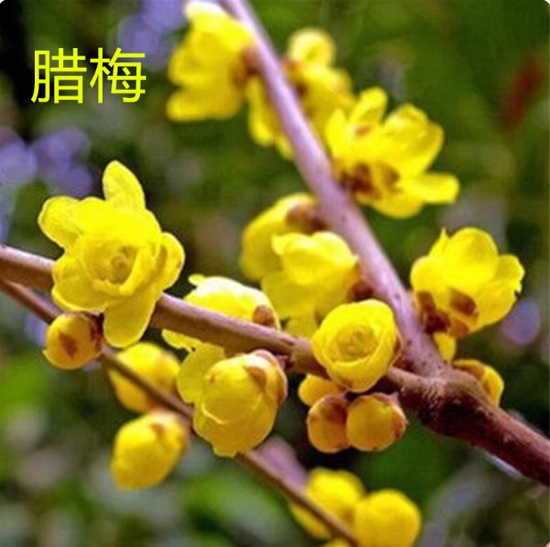素心腊梅浓香型植物庭院阳台种植直播间一物一拍