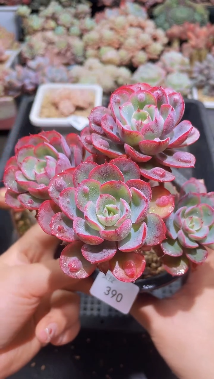 【闪购商品】390雨滴