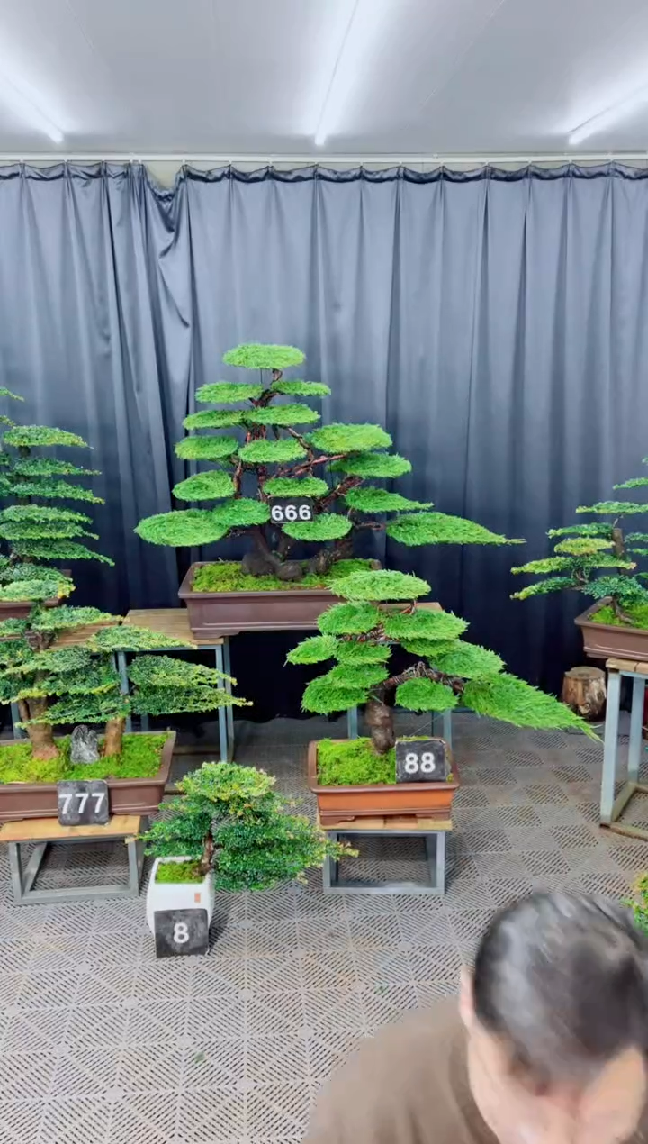 无花朵盆景......