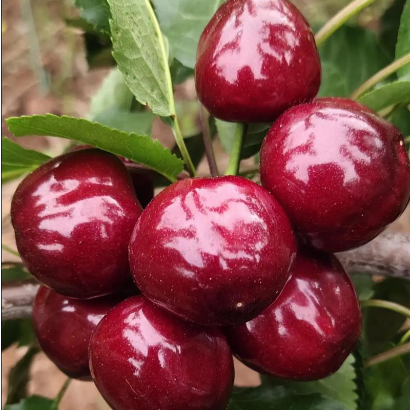 智利车厘子 空运 JJJ 2500g智利