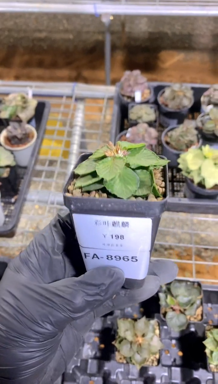 【闪购商品】彩叶麒麟FA-8965