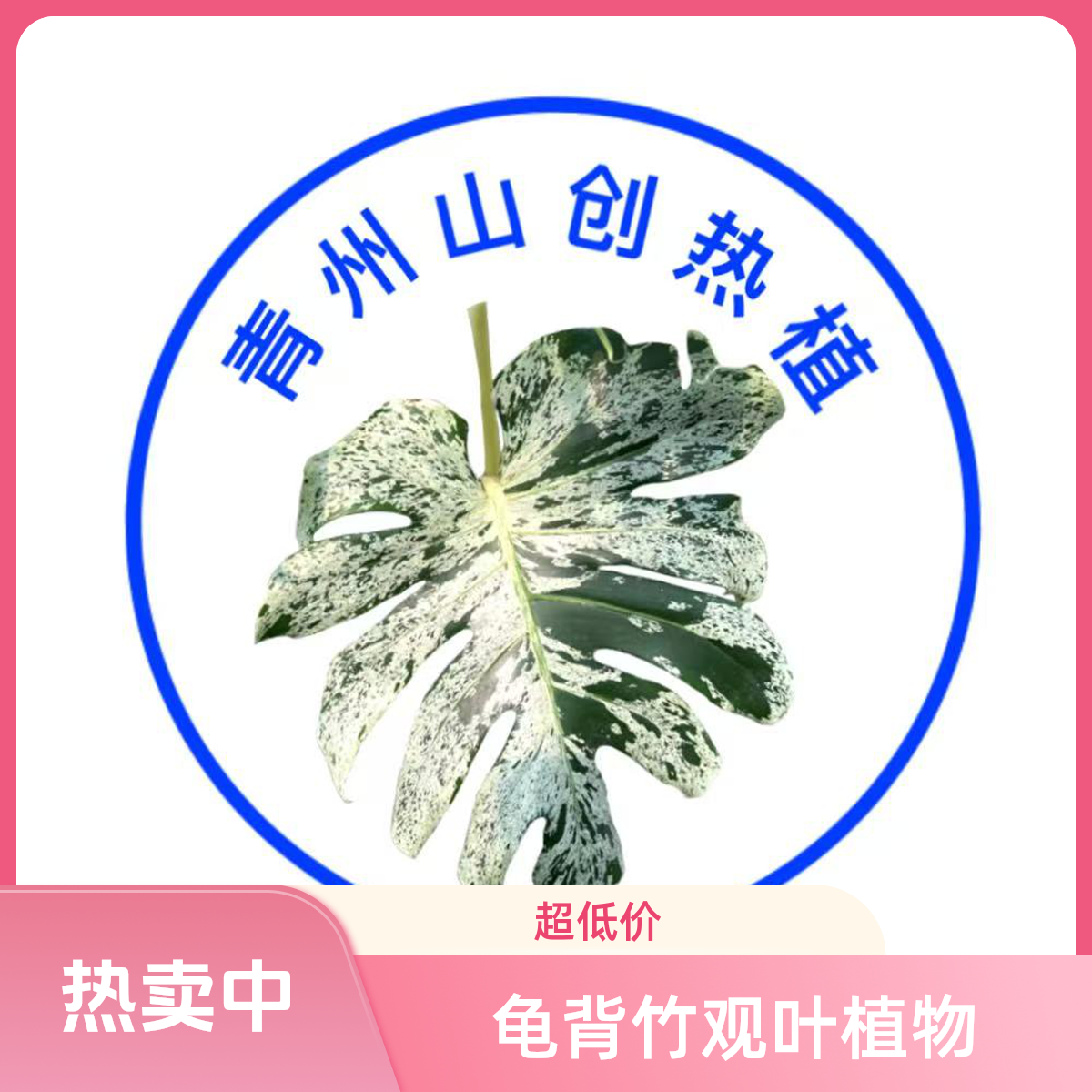 龟背叶一物一拍，看好在拍，拍好不退换，玻璃心勿拍
