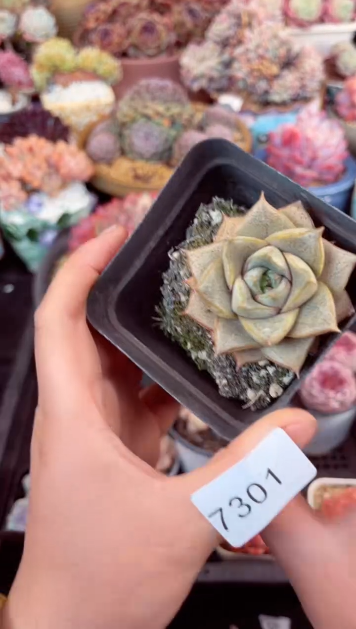 【闪购商品】7301单头大阖锦多肉