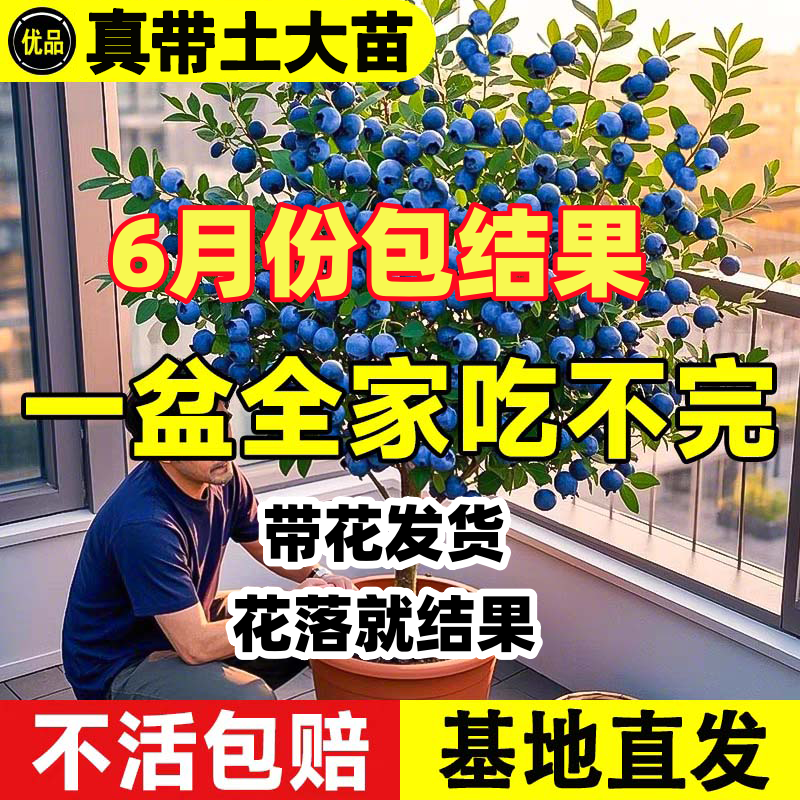 买一送一【带花苞带原土球发货】蓝莓苗蓝莓树苗盆栽地栽当年结果大