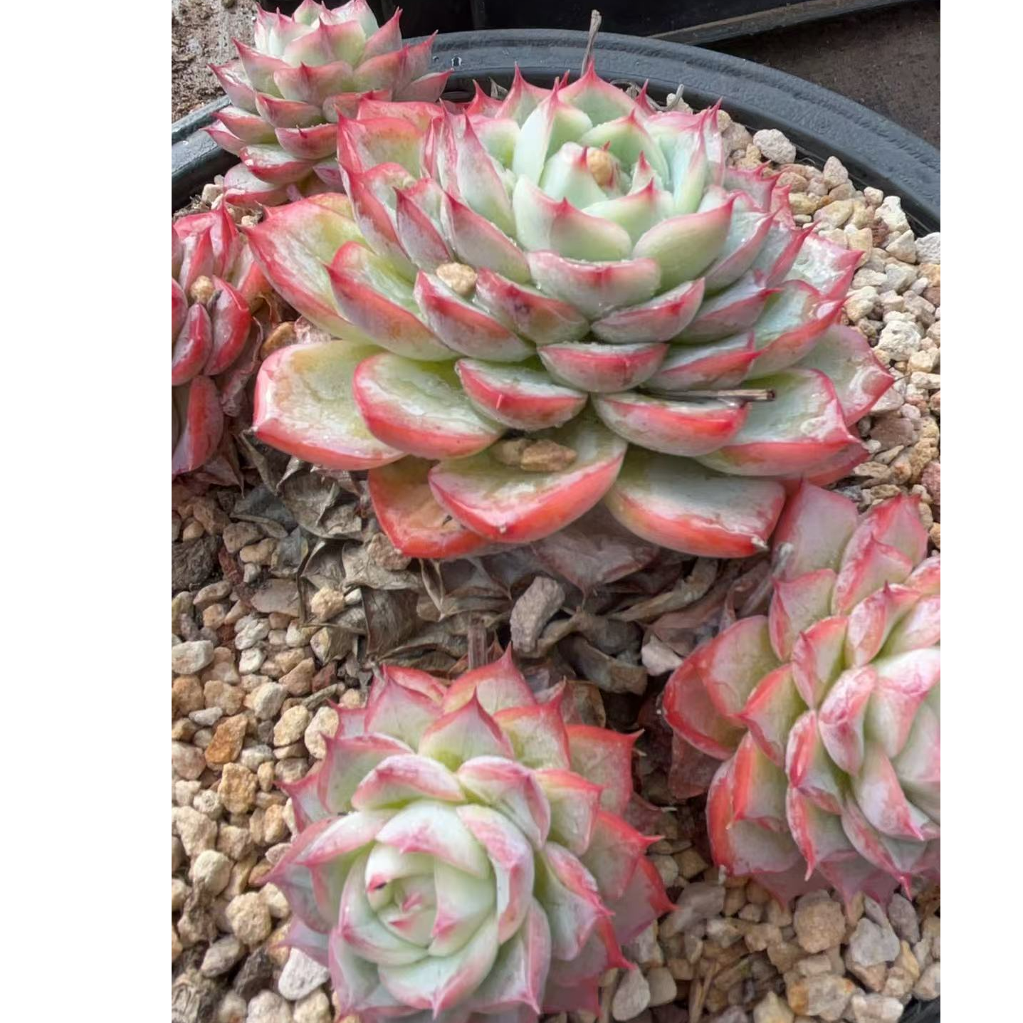 杰西卡大群  多肉满18包邮