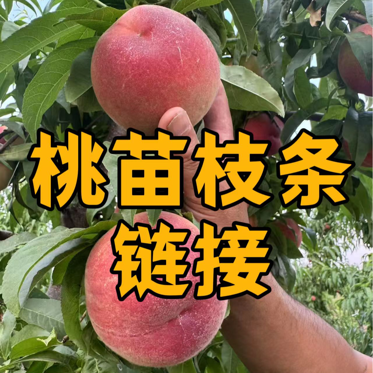 黄金蜜7号桃品种一年桃苗桃苗