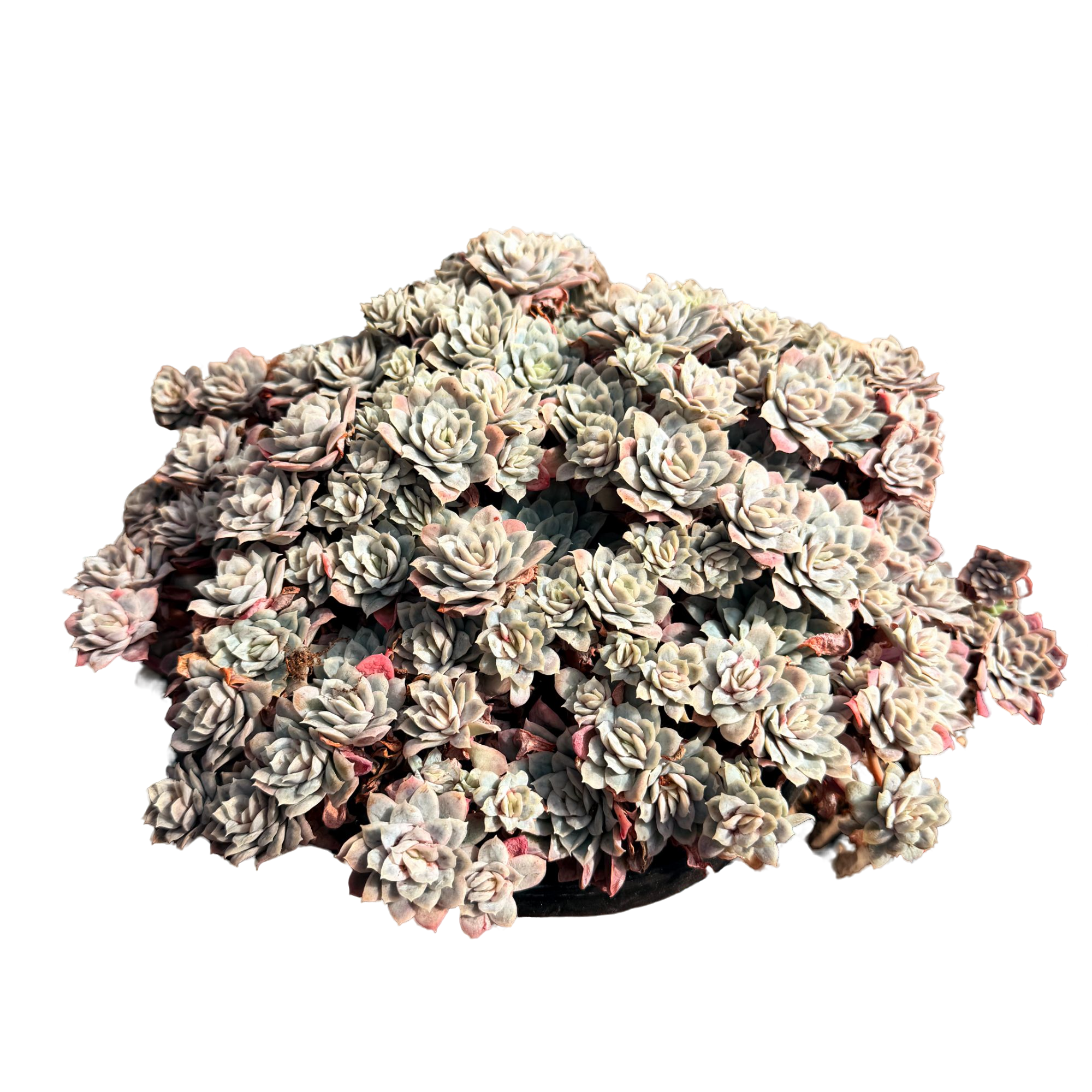 泡泡纱裙(多肉植物)满19.9包邮 云南基地源头直发新手好养