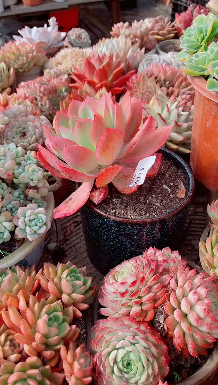 晚**鱼跃跃精品多肉03115