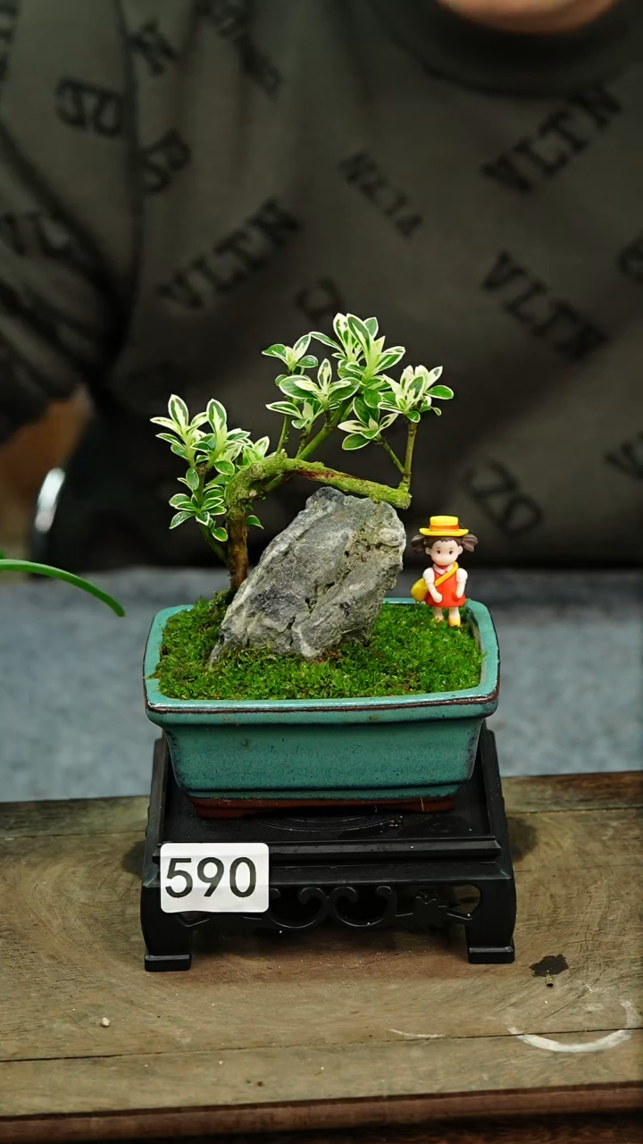 【闪购商品】苔藓微景观590号