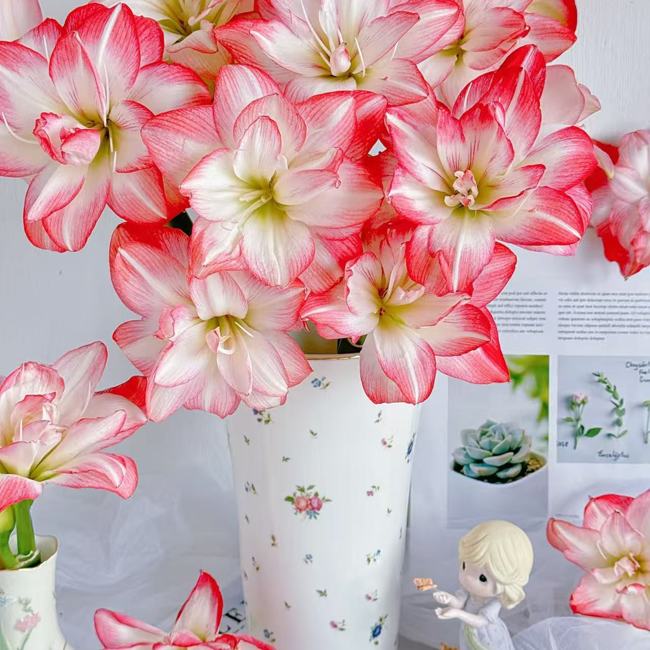 本菲卡与花孔雀朱顶红组盆（六月花房）