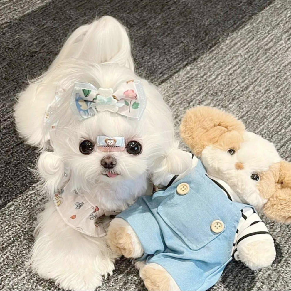 【新号福利】宠物活体链接