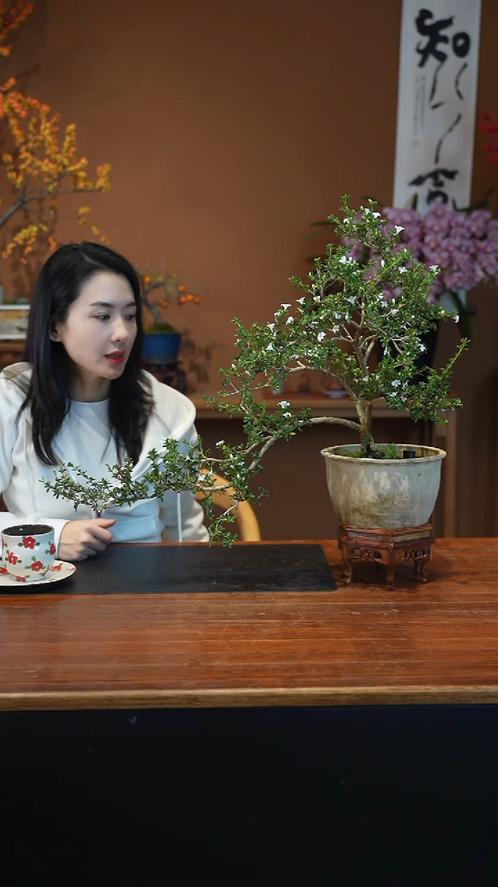 全部花朵六月雪盆景盆景