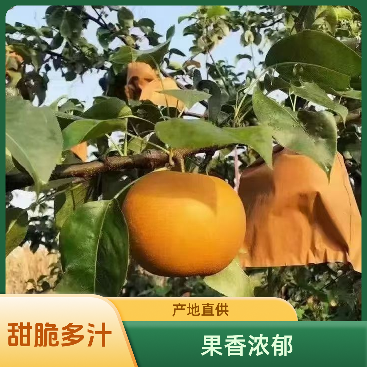 湖北枣阳秋月梨自然成熟，皮薄多汁，农民自产现摘现发，口感佳
