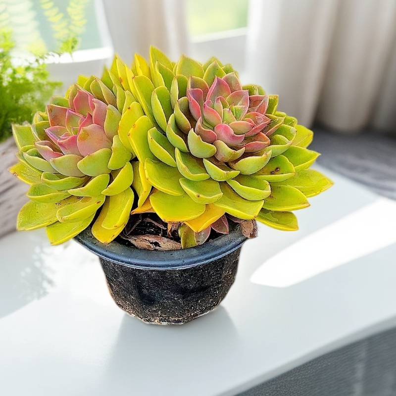 琼斯  双头起   紫气东来 多肉植物【满15包邮】脱土发