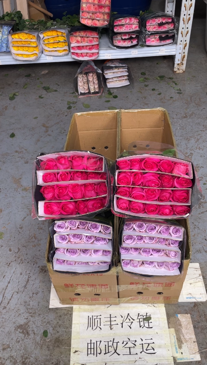 佛洛依德20枝+海洋之歌20枝