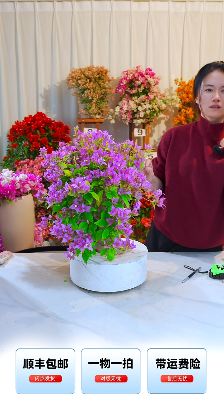大部分开放少量花苞粉红豹