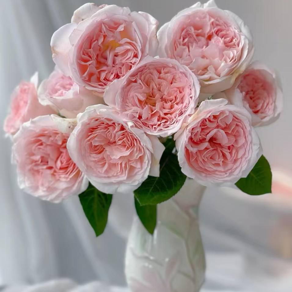 【魔法童话】玫瑰20枝 2单正价包邮 偏远地区有运费 云南鲜花基地