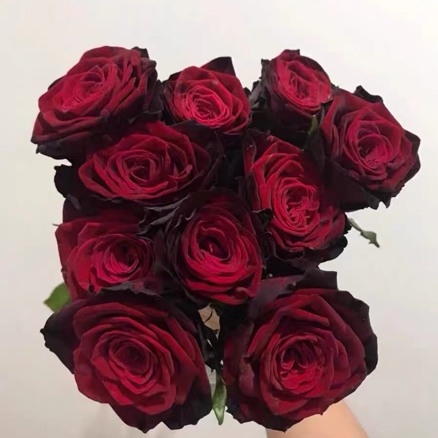 【黑金特大苗】四季灌木