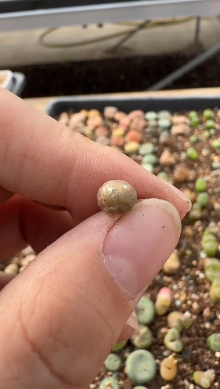 【闪购商品】7-197