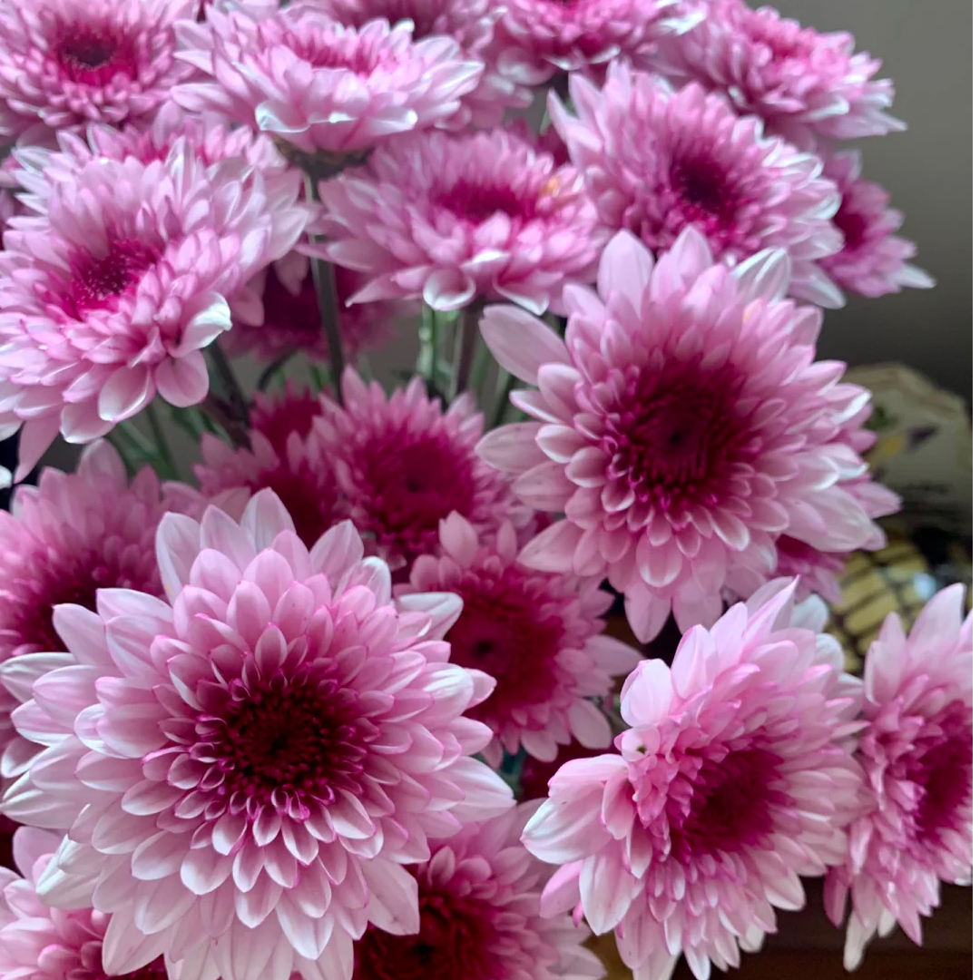 现货【小雏菊不拆扎（多色到店自选）】超长花期家庭插花客厅卧室家居鲜花到店自提