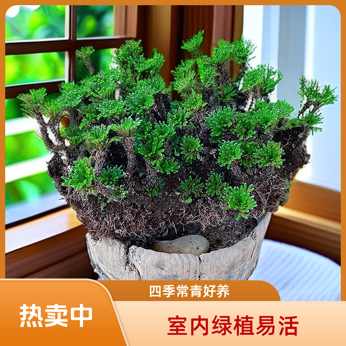 室内小盆栽绿植盆景卷柏九死还魂草老桩易活植物花卉好养四季常青
