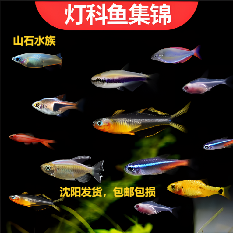 红莲灯 黑莲灯 共10条 奖品不包损