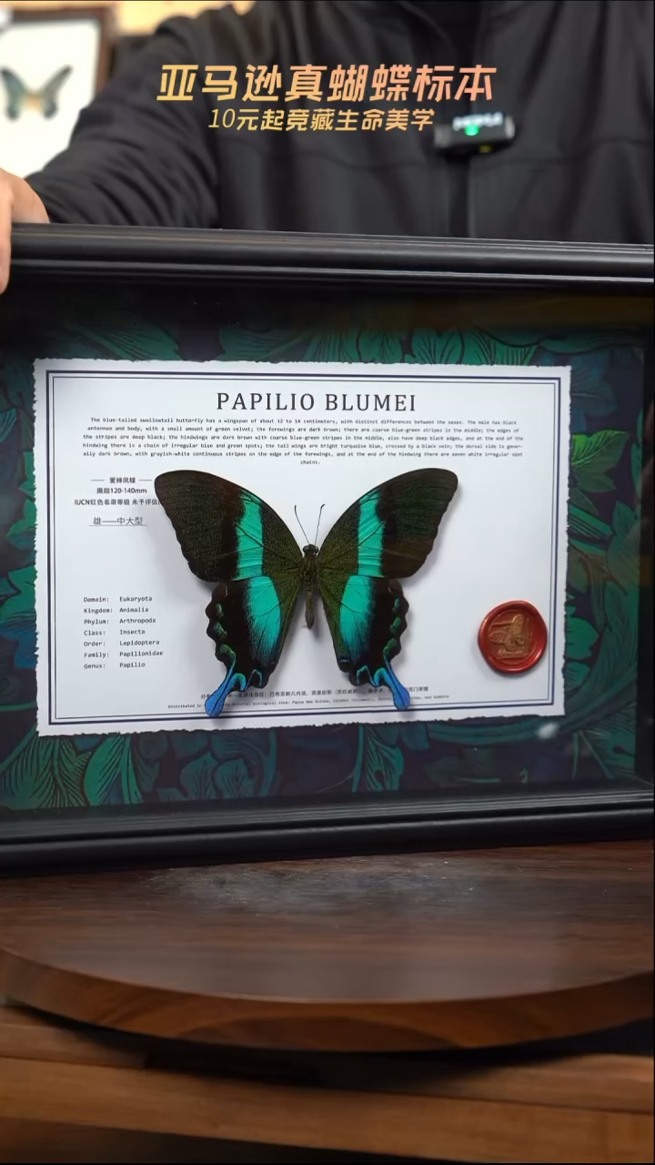 爱神凤蝶绿底横版