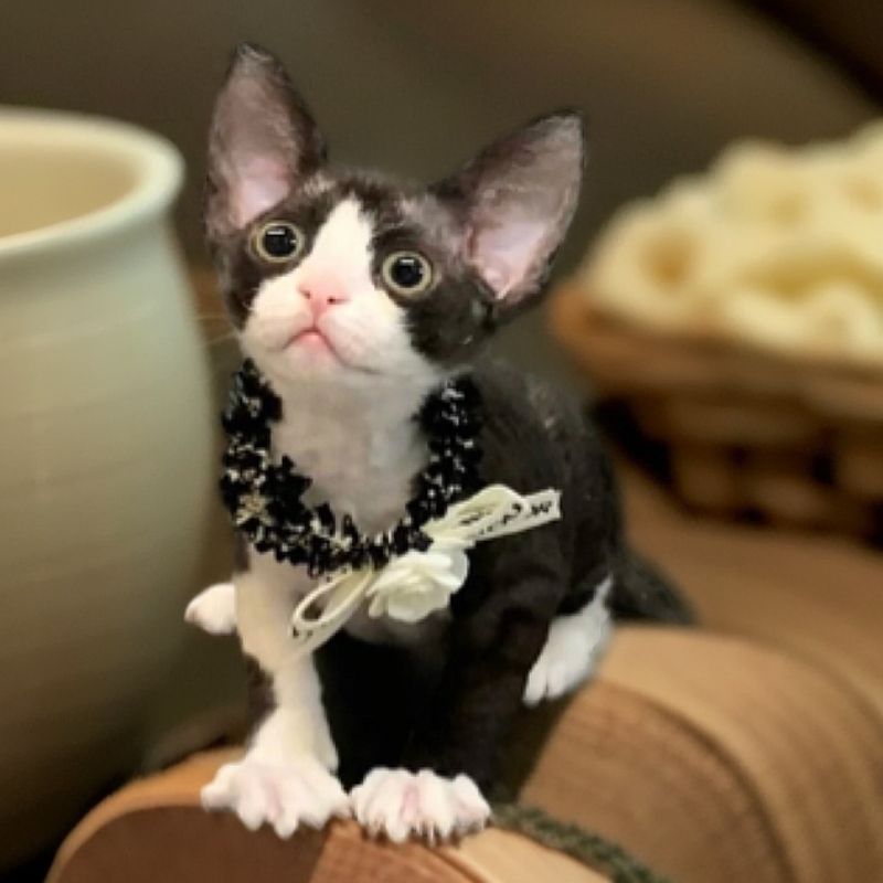 德文卷毛猫闯哥专属链接巧克力生日礼物小奶猫德文猫多少钱一只  