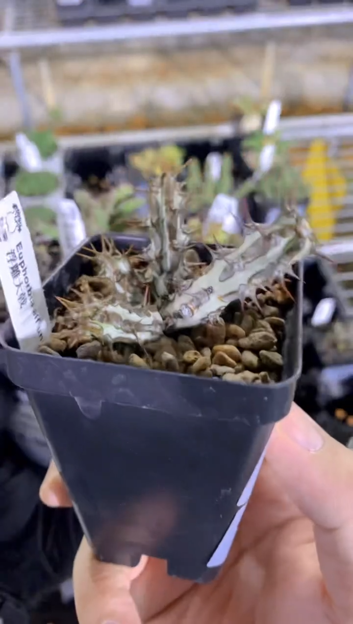 【闪购商品】浮雕大戟FA-7171