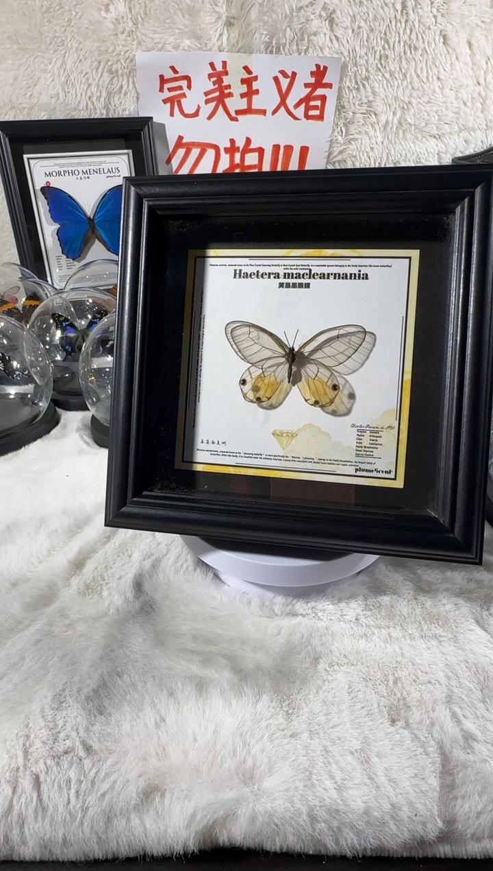 黄晶眼蝶新相框   