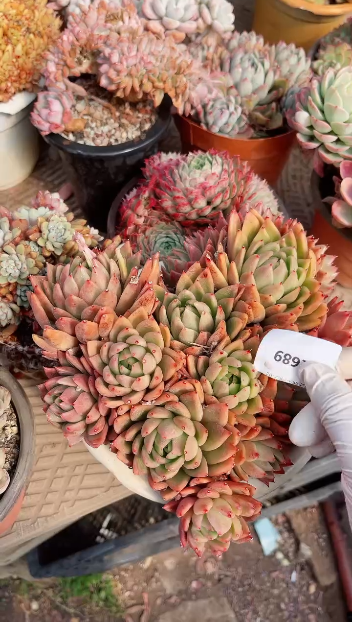 【闪购商品】02689