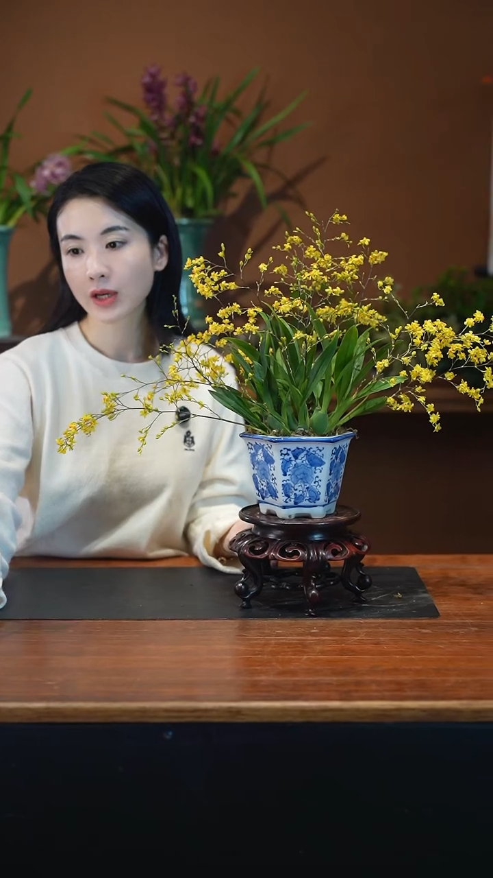 全部花朵黄梦香盆景盆景盆景