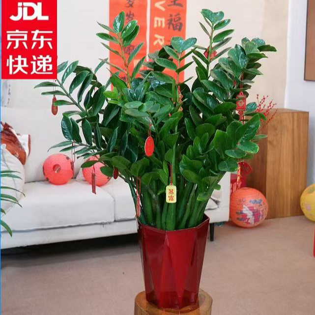 【京东上门】金钱树80-90cm盆栽室内招财树办公室乔迁开业植物